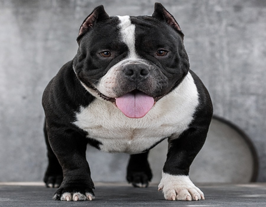 Blue Merle Bully Male