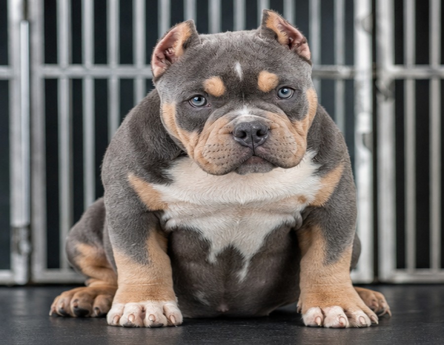 Standard Bully Male