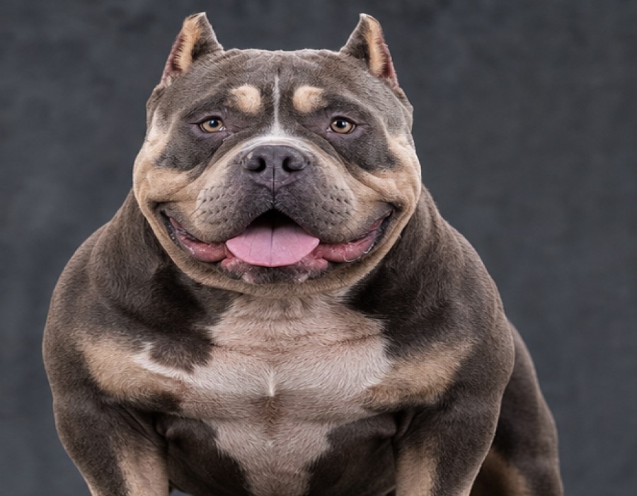 XL Bully Male